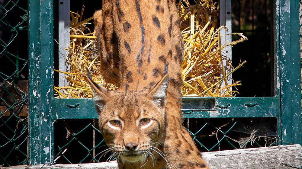 Der rund sechs Jahre alte männliche Luchs inspiziert im Harz sein Gehege. (Handout) / Foto: Ole Anders/Nationalpark Harz /dpa