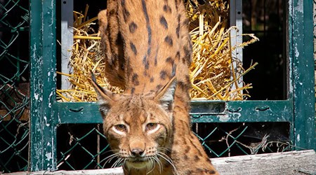 Der rund sechs Jahre alte männliche Luchs inspiziert im Harz sein Gehege. (Handout) / Foto: Ole Anders/Nationalpark Harz /dpa