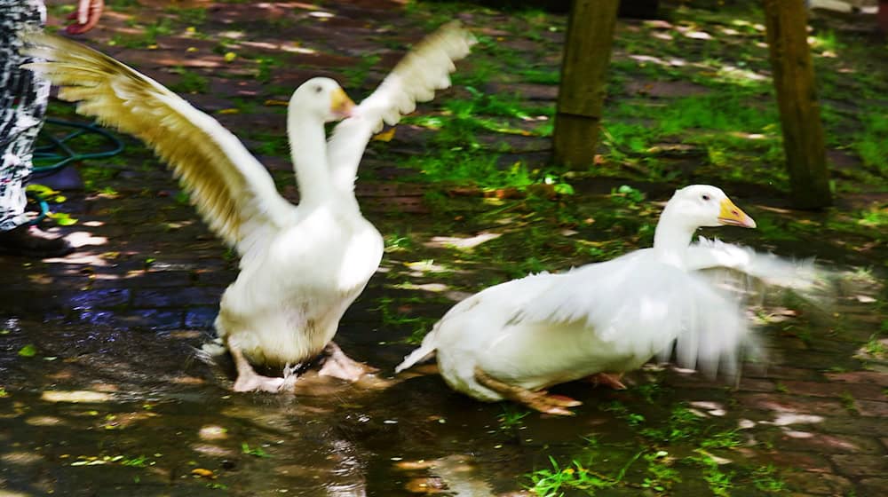 Unter anderem um seine Gänse bangt ein älterer Mann nach der Beschwerde eines Nachbarn. (Symbolfoto) / Foto: Waltraud Grubitzsch/