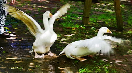 Unter anderem um seine Gänse bangt ein älterer Mann nach der Beschwerde eines Nachbarn. (Symbolfoto) / Foto: Waltraud Grubitzsch/