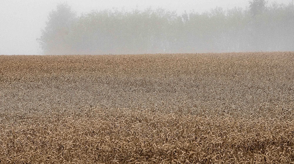 Landwirte in Niedersachsen warnen: Der viele Regen bedroht die Getreideernte. (Archivbild) / Foto: Swen Pförtner/dpa
