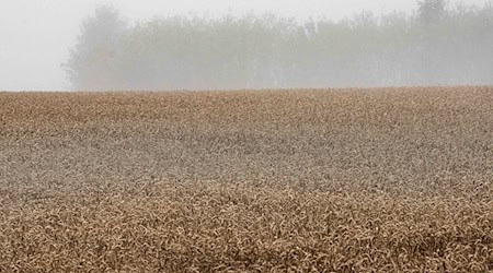 Landwirte in Niedersachsen warnen: Der viele Regen bedroht die Getreideernte. (Archivbild) / Foto: Swen Pförtner/dpa
