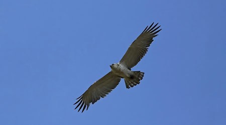 Ein Ornithologe hat den seltenen Adler zufällig entdeckt. / Foto: Jürgen von Ramin/dpa