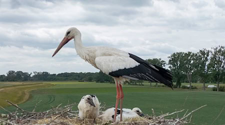 In der Nähe von Lüneburg werden Störche durch eine Drohne gestört. (Symbolbild) / Foto: Boris Roessler/dpa