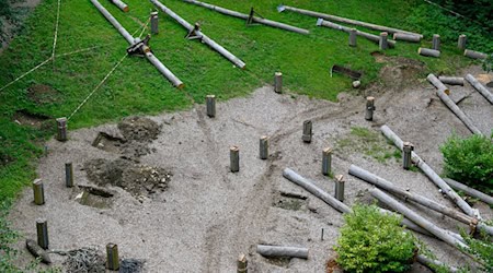 Gleich neben dem Baumwipfelpfad in Bad Harburg soll auf der Fläche des ehemaligen Hochseilgartens in luftiger Höhe die sogenannte Wipfel-Erlebnis-Welt mit Freifalltürmen entstehen.  / Foto: Swen Pförtner/dpa