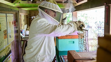Hermann Benesch, Vorsitzender des Imkervereins am Kiekeberg, kontrolliert auf dem Museumsgelände einen Bienenstock.  / Foto: Philipp Schulze/dpa