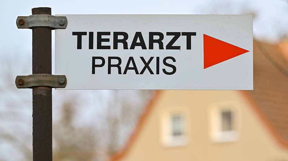Unbekannte haben Katzen den Schwanz abgerissen. (Symbolbild)  / Foto: Patrick Pleul/dpa