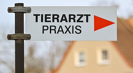 Unbekannte haben Katzen den Schwanz abgerissen. (Symbolbild)  / Foto: Patrick Pleul/dpa