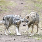 Der verwaiste Welpe wird im Wolfcenter aufgepäppelt. (Symbolbild)  / Foto: Soeren Stache/dpa-Zentralbild/dpa