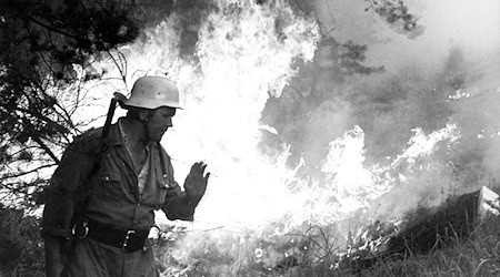 Fünf Feuerwehrleute starben, Tausende Hektar Wald brannten: 1975 richtete die Waldbrandkatastrophe in der Lüneburger Heide verheerende Schäden an. (Archivfoto) / Foto: Lothar Heidtmann/dpa