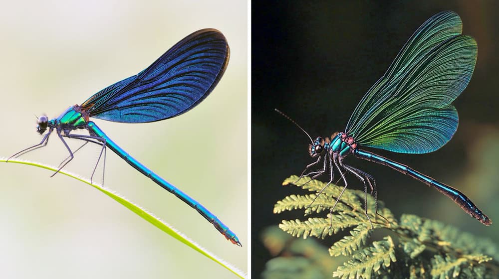 Die Kombo zeigt links ein Foto einer Blauflügel Prachtlibelle, fotografiert von Sebastian Hennigs. Rechts ist ein KI-generiertes Motiv, das auch eine Blauflügel Prachtlibelle darstellen soll, KI-generiert von Matthias Neumann. Das KI-Bild rechts ist fehlerhaft. Insekten haben beispielsweise nur sechs Beine.  / Foto: S. Hennigs/M. Neumann/Heinz Sielmann Stiftung/dpa