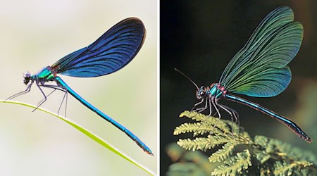 Die Kombo zeigt links ein Foto einer Blauflügel Prachtlibelle, fotografiert von Sebastian Hennigs. Rechts ist ein KI-generiertes Motiv, das auch eine Blauflügel Prachtlibelle darstellen soll, KI-generiert von Matthias Neumann. Das KI-Bild rechts ist fehlerhaft. Insekten haben beispielsweise nur sechs Beine.  / Foto: S. Hennigs/M. Neumann/Heinz Sielmann Stiftung/dpa