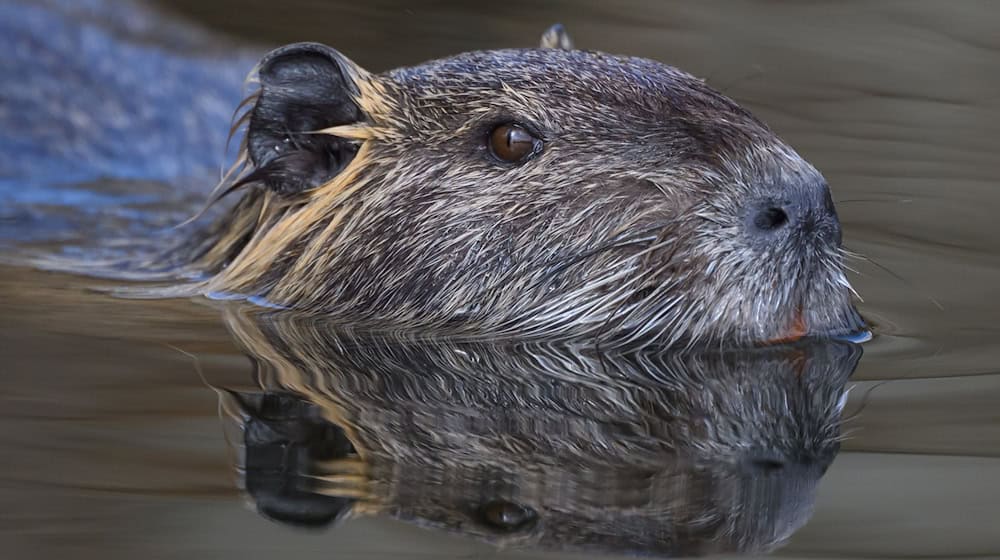 Die Nutria ist eine aus Südamerika stammende und in Mitteleuropa eingebürgerte Nagetierart. (Archivbild) / Foto: Patrick Pleul/dpa/ZB