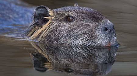 Die Nutria ist eine aus Südamerika stammende und in Mitteleuropa eingebürgerte Nagetierart. (Archivbild) / Foto: Patrick Pleul/dpa/ZB