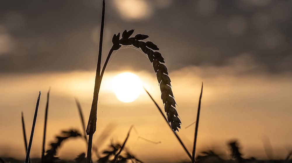 Die Landwirte in Niedersachsen haben eine laut Landwirtschaftskammer «sehr beachtliche» Ernte eingefahren - die Preise aber sinken. (Archivbild) / Foto: Swen Pförtner/dpa