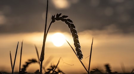 Die Landwirte in Niedersachsen haben eine laut Landwirtschaftskammer «sehr beachtliche» Ernte eingefahren - die Preise aber sinken. (Archivbild) / Foto: Swen Pförtner/dpa