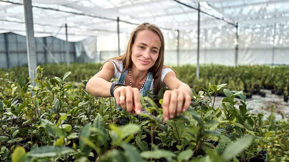 Matcha-Anbauerin: Ursprünglich kommt Kühnle aus dem Weinbau. / Foto: Michael Ukas/dpa