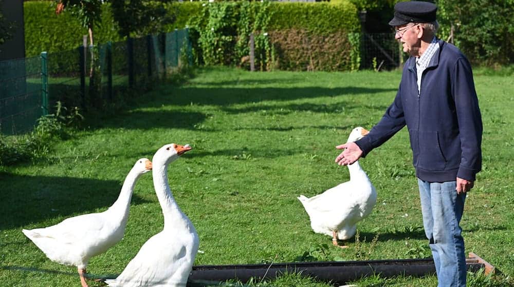 Die Gänse im Garten von Ludwig Smidt sind Auslöser eines Nachbarschaftsstreits in Ostfriesland. / Foto: Lars Penning/dpa
