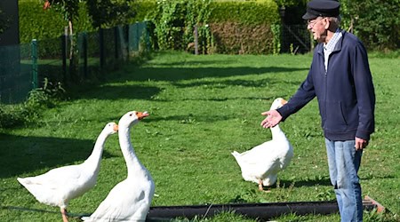 Die Gänse im Garten von Ludwig Smidt sind Auslöser eines Nachbarschaftsstreits in Ostfriesland. / Foto: Lars Penning/dpa