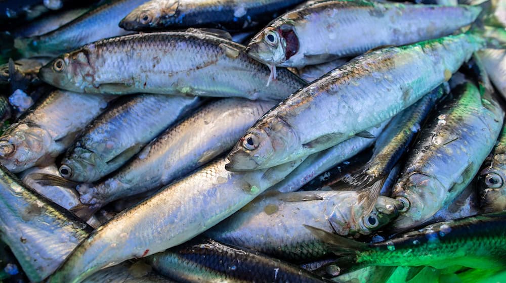 Das Abkommen soll die Fischerei nachhaltiger machen. (Symbolbild) / Foto: Jens Büttner/dpa-Zentralbild/dpa