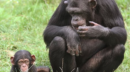 Im Zoo in Bremerhaven ist ein Schimpansenbaby eingeschläfert worden. (Symbolbild) / Foto: Holger Hollemann/dpa