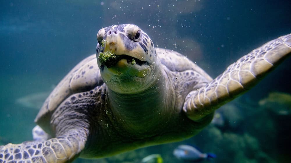 Brokkoli zählt zur Leibspeise von Meeresschildkröte Ernie im Aquarium Wilhelmshaven.  / Foto: Hauke-Christian Dittrich/dpa