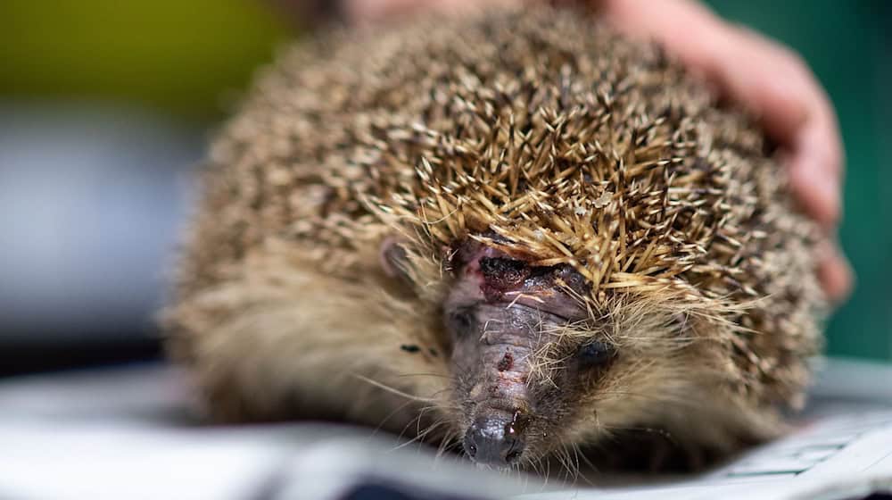 Mähroboter sind nach Nabu-Einschätzung die größte Bedrohung für Igel. (Archivbild) / Foto: Marius Becker/dpa