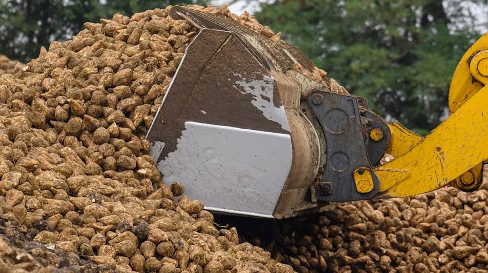 In Schladen bei Wolfsbüttel werden heute die ersten Zuckerrüben verarbeitet (Archivfoto). / Foto: Klaus-Dietmar Gabbert/dpa