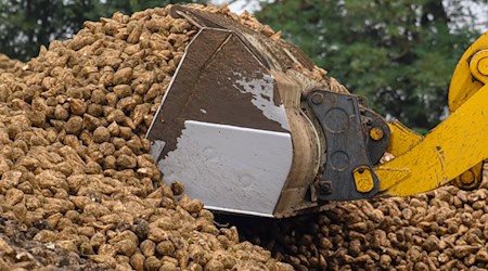 In Schladen bei Wolfsbüttel werden heute die ersten Zuckerrüben verarbeitet (Archivfoto). / Foto: Klaus-Dietmar Gabbert/dpa