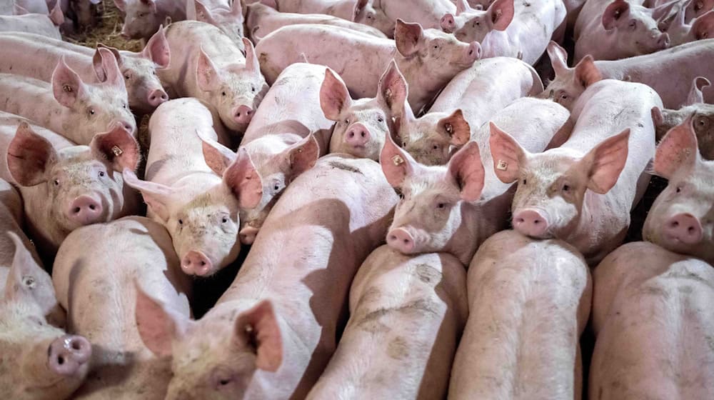 In Niedersachsen werden weniger Schweine gehalten.  / Foto: Sina Schuldt/dpa