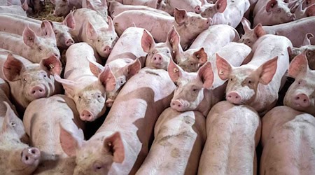 In Niedersachsen werden weniger Schweine gehalten.  / Foto: Sina Schuldt/dpa
