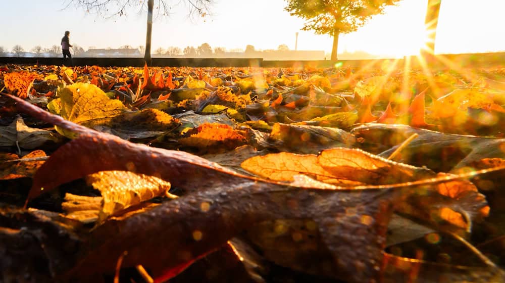 Zum Oktoberbeginn zeigt sich der Herbst von seiner besten Seite. (Symbolbild) / Foto: Julian Stratenschulte/dpa