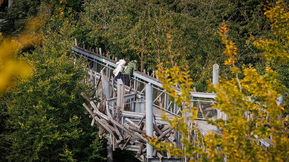 Der Baumwipfelpfad in Bad Iburg hat bisher vor allem Kosten verursacht. / Foto: Friso Gentsch/dpa