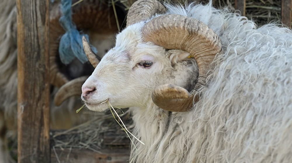 Ein Schafbock wurde in Walsrode (Landkreis Heidekreis) vermutlich in der Nacht zum Sonntag getötet. (Symbolbild) / Foto: Jonathan Penschek/dpa