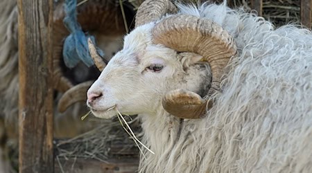 Ein Schafbock wurde in Walsrode (Landkreis Heidekreis) vermutlich in der Nacht zum Sonntag getötet. (Symbolbild) / Foto: Jonathan Penschek/dpa