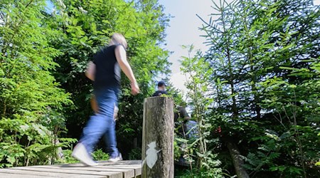 Der Magdeburger Weg ist Teil des Harzer Hexenstiegs. (Symbolbild)  / Foto: Julian Stratenschulte/dpa