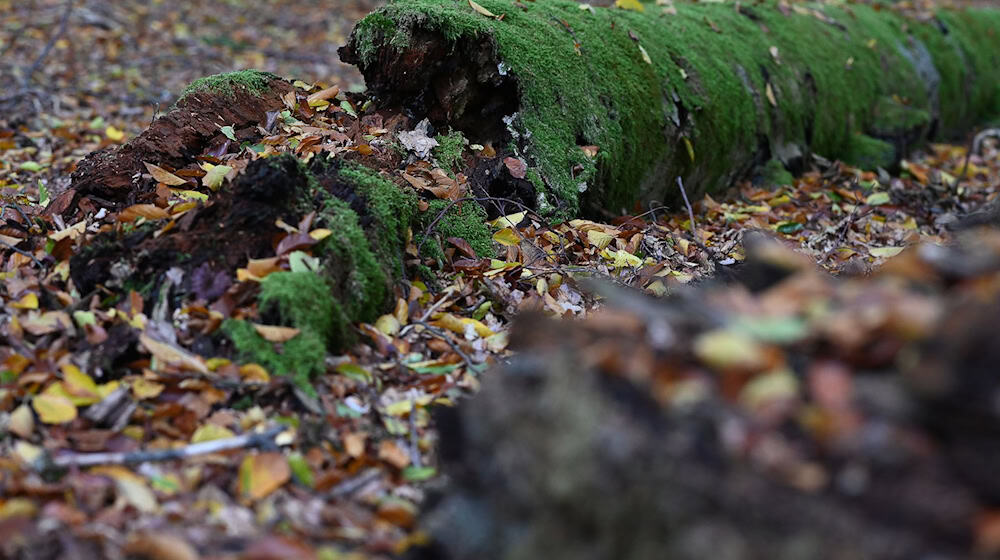 Umgestürzte Bäume werden im Wildnisgebiet nicht geräumt. (Archivbild) / Foto: Swen Pförtner/dpa