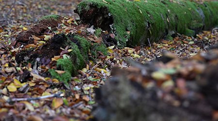 Umgestürzte Bäume werden im Wildnisgebiet nicht geräumt. (Archivbild) / Foto: Swen Pförtner/dpa