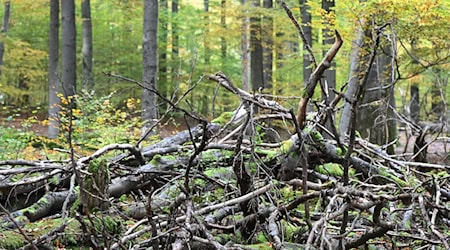 Umgestürzte Bäume und Äste werden im Wildnisgebiet nicht geräumt. (Archivbild) / Foto: Swen Pförtner/dpa