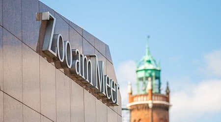 Die Mutter des Jungtiers geht es laut Zoo inzwischen wieder besser. (Archivbild) / Foto: Mohssen Assanimoghaddam/dpa