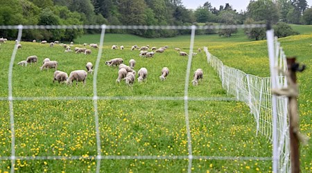 Zunächst war unklar, ob die Schafe von einem oder mehreren Wölfen gerissen worden waren. (Symbolbild) / Foto: Bernd Weißbrod/dpa