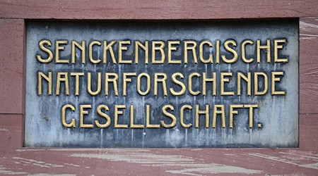Wie auch die Schöninger Speere soll die DNA rund 300.000 Jahre alt sein. (Symbolbild) / Foto: Arne Dedert/dpa
