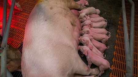 Eine säugende Sau mit ihren Ferkeln liegt in einem Betrieb in Liessow in Mecklenburg-Vorpommern. (Archivbild) / Foto: picture alliance / Jens Büttner/dpa-Zentralbild/ZB