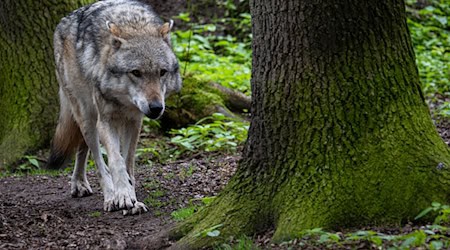 Mehr als 500 Wölfe streifen Schätzungen zufolge durch Niedersachsen. (Symbolbild) / Foto: Sina Schuldt/dpa