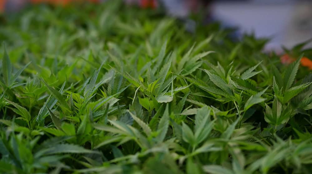 Im Fokus der Ermittler stehen Cannabisplantagen. (Symbolbild) / Foto: Michael Brandt/dpa