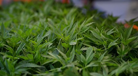 Im Fokus der Ermittler stehen Cannabisplantagen. (Symbolbild) / Foto: Michael Brandt/dpa