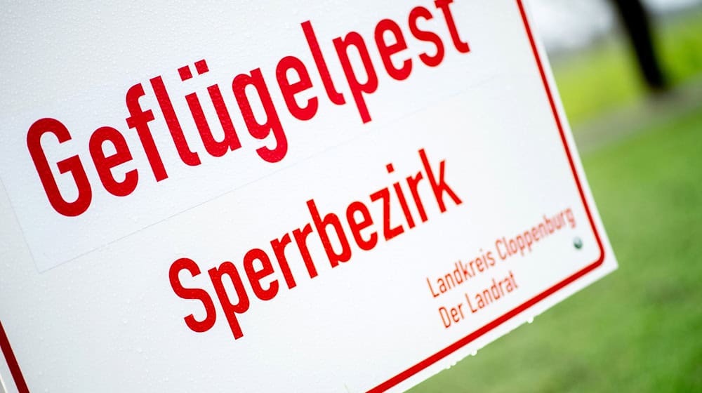 In dem betroffenen Betrieb wird nun der Bestand von 7.400 Puten tierschutzgerecht getötet. (Symbolbild) / Foto: Hauke-Christian Dittrich/dpa