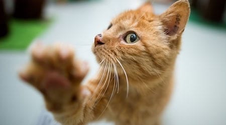 Eine Katze fährt versteckt im Radkasten eines Autos von Hannover nach Bochum - als blinder Passagier. (Symbolbild) / Foto: Julian Stratenschulte/dpa/dpa-tmn