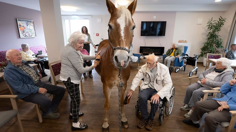 Geduldig lässt sich die Haflinger-Stute striegeln.  / Foto: Boris Roessler/dpa