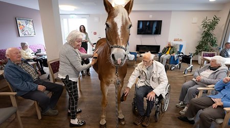Geduldig lässt sich die Haflinger-Stute striegeln.  / Foto: Boris Roessler/dpa